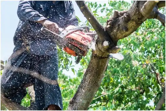 tree services Lakehills